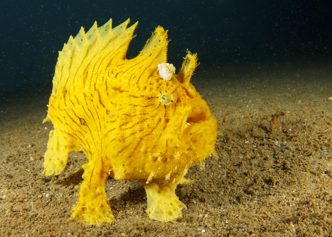 frogfish_featured